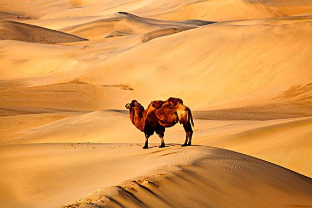 各种实锤层出不穷,《沙漠骆驼》先是被网友质疑歌词抄袭周杰伦的《以