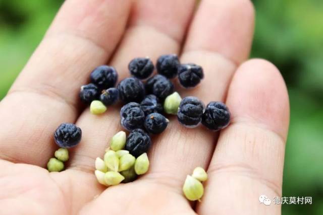 德庆农村常见的"火炭子",小时候当零食吃,竟想不到有如此功效