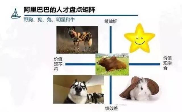 "野狗,狗,兔,明星和牛"人才评价体系.