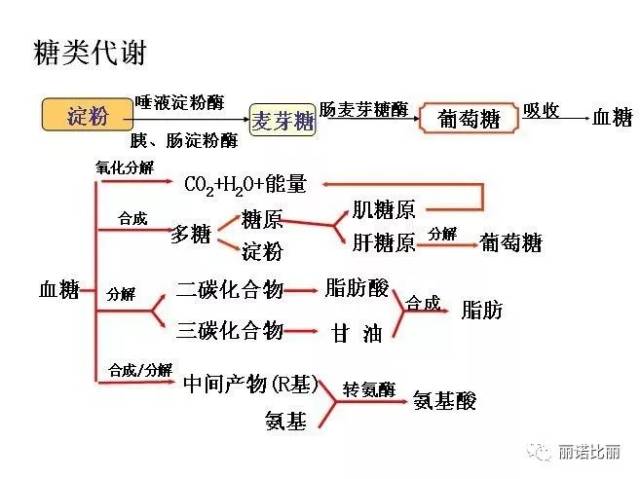 人体三大营养物质(糖类,蛋白质,脂肪)的代谢过程与相互关系