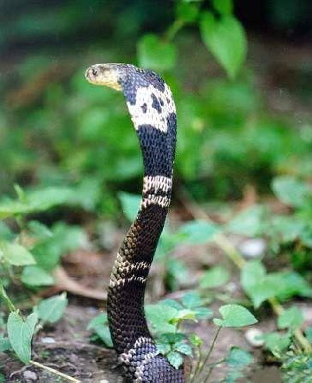 中国十大毒蛇之一的舟山眼镜蛇,学名中华眼镜蛇,大家都认识吗?