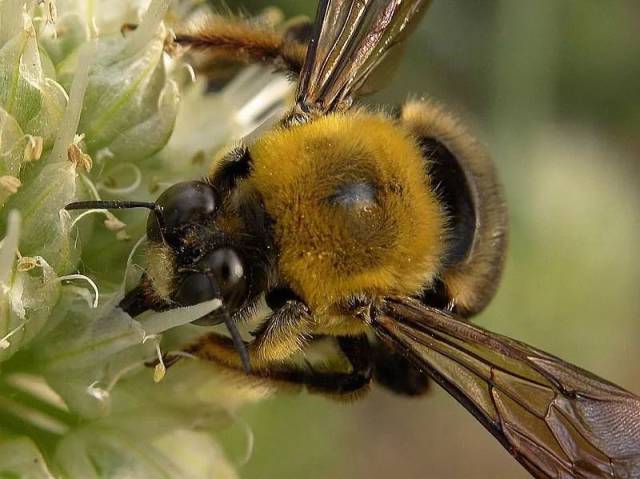 比利时熊蜂授粉:果实发育好,口感明显改善,商品性增强