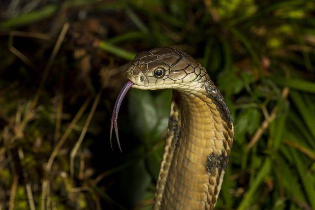 中国十大毒蛇之一的眼镜王蛇,看看就害怕!