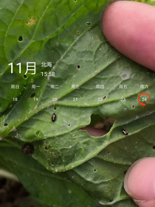 白菜跳甲虫图片