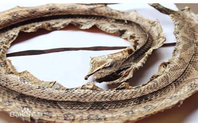 【中药】百信医考通老师带领您每天记一味中药——蕲蛇