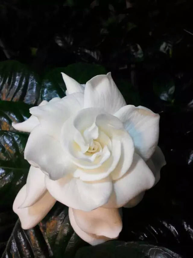 水培栀子花,注意3个方面,冒根快,根多而密易存活