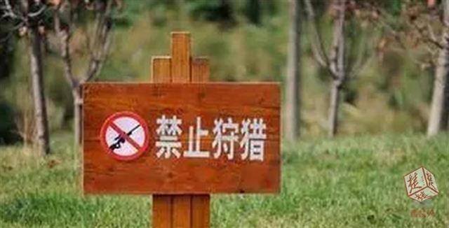 中,安装带有电话可自动拨号的铁制捕兽夹,捕获野猪,土猪(猪獾),麂子