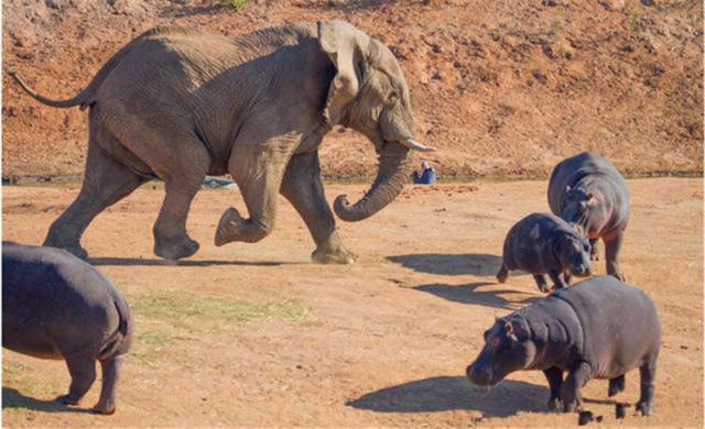 暴躁大象闯进河马领地直接将河马扑倒在地狠踹好霸气