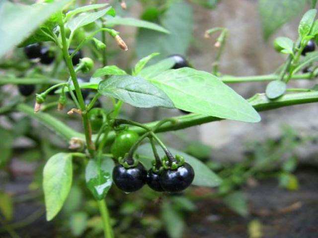 农村有一种"野味"叫做酸筒杆,是农村里的常菜,药用价值却非常高!