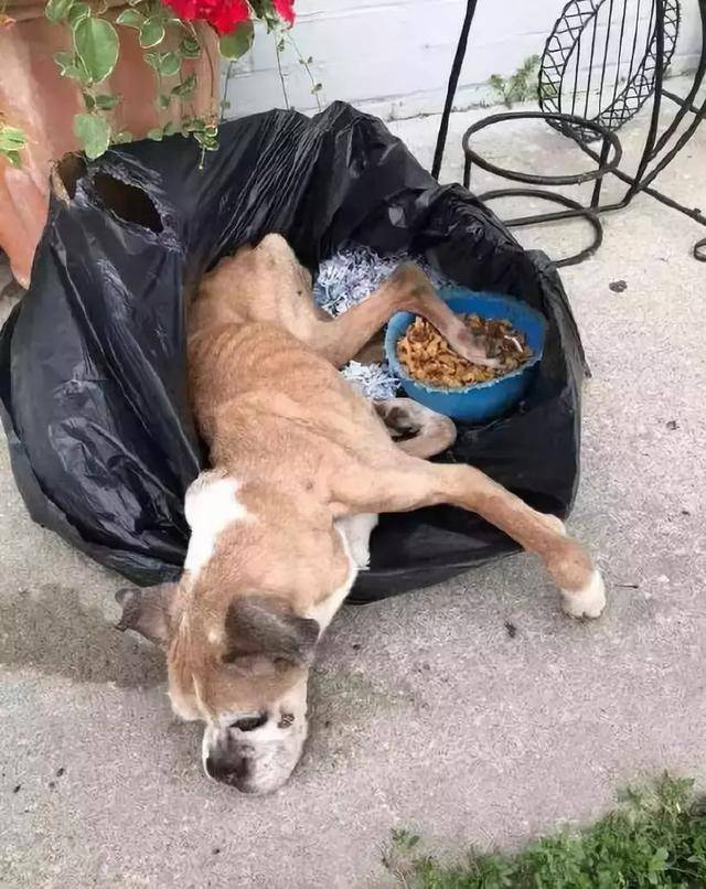 华懋宠物医院:能把狗狗像垃圾一样随手抛弃,这位主人是有多狠心?!_救助
