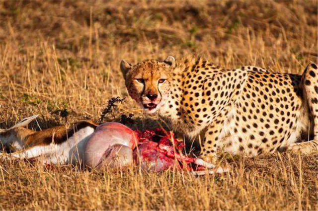 胆肥鬣狗抢食猎豹吃剩的食物,结果鬣狗的表现,让豺狼开心了