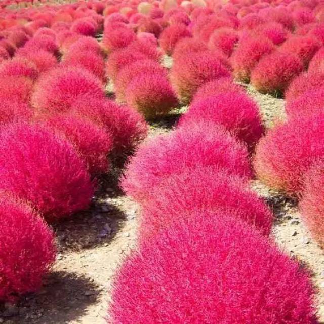 红色海洋般,美极了