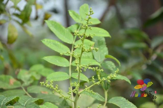 各种植物野趣盎然