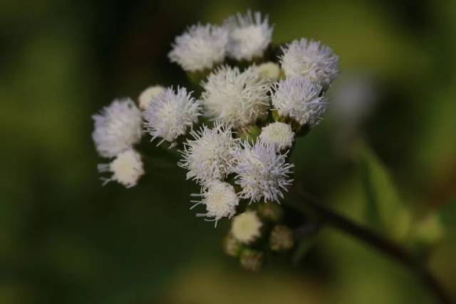 如雲南稱重陽草,貴州稱膿泡草,綠升麻,廣東稱白花草,白毛苦,白花臭草