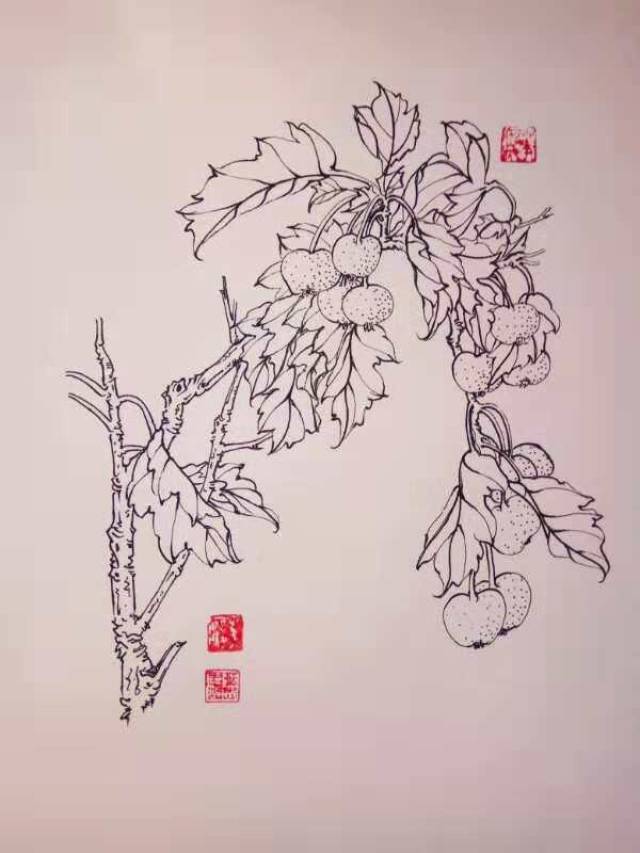 第七百七十六幅—山楂(035中性笔 05针管笔白描花卉习作)