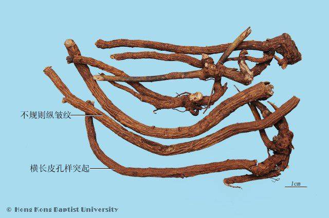 每日一药--山豆根(12.02)