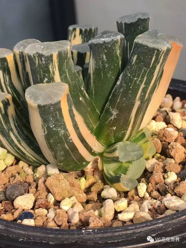 16万象【欧系-大宝】亚成8.7cm 最大窗2.