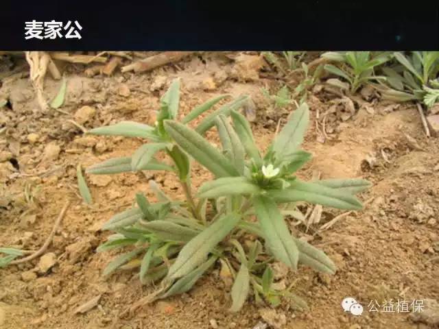 小麦杂草高清图谱