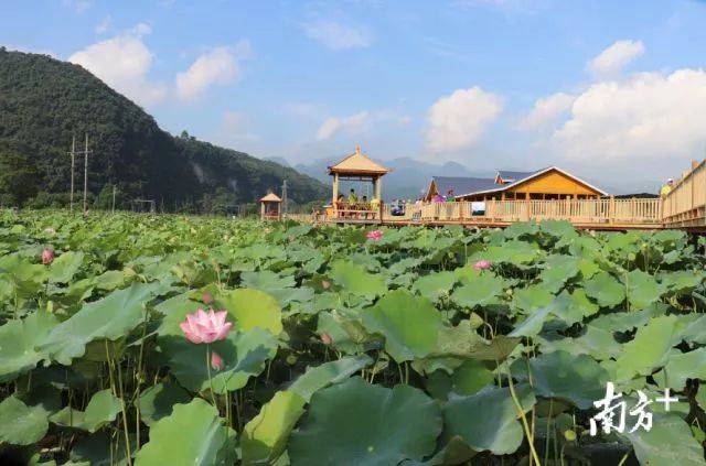 阳山杨梅镇旅游图片