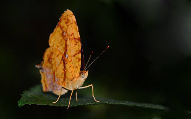 昆虫生物之散纹盛蛱蝶