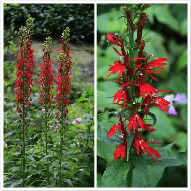 【每日一花】红花半边莲,开花深绯红色!