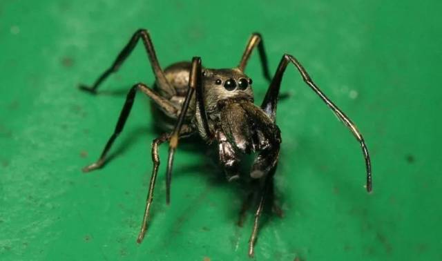 蜘蛛居然会哺乳?奶水足还营养好?