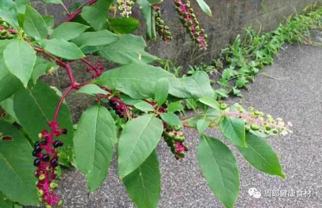 山东不产野生人参,谨防误食商陆中毒