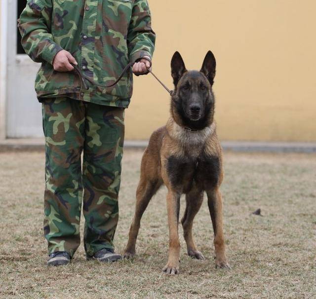 怎么样提高马犬的胆量,小马犬怕人怎么办,怎么看马犬凶不凶_大山谷图库