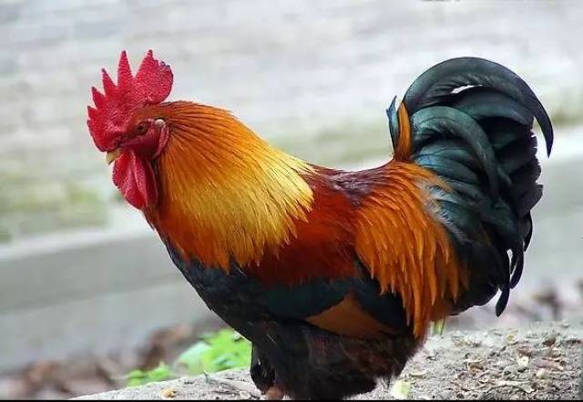 宁远话,它叫"鸡公" 出了宁远,请叫它"大公鸡"