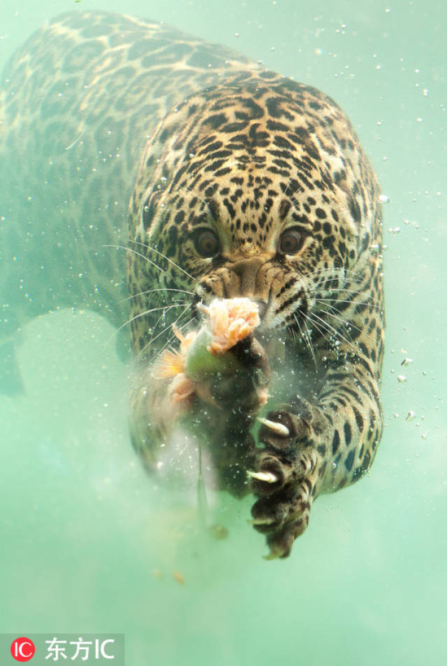 法动物园花豹下水捞鱼 怒目圆睁尽显吃货本色