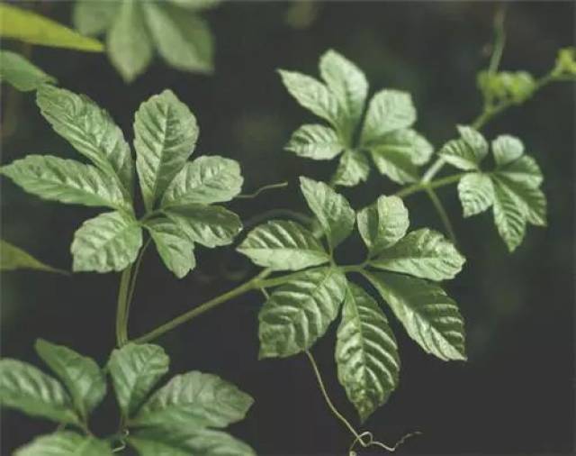 农村植物七叶参果子虽然不值钱但叶子却珍贵你认识吗