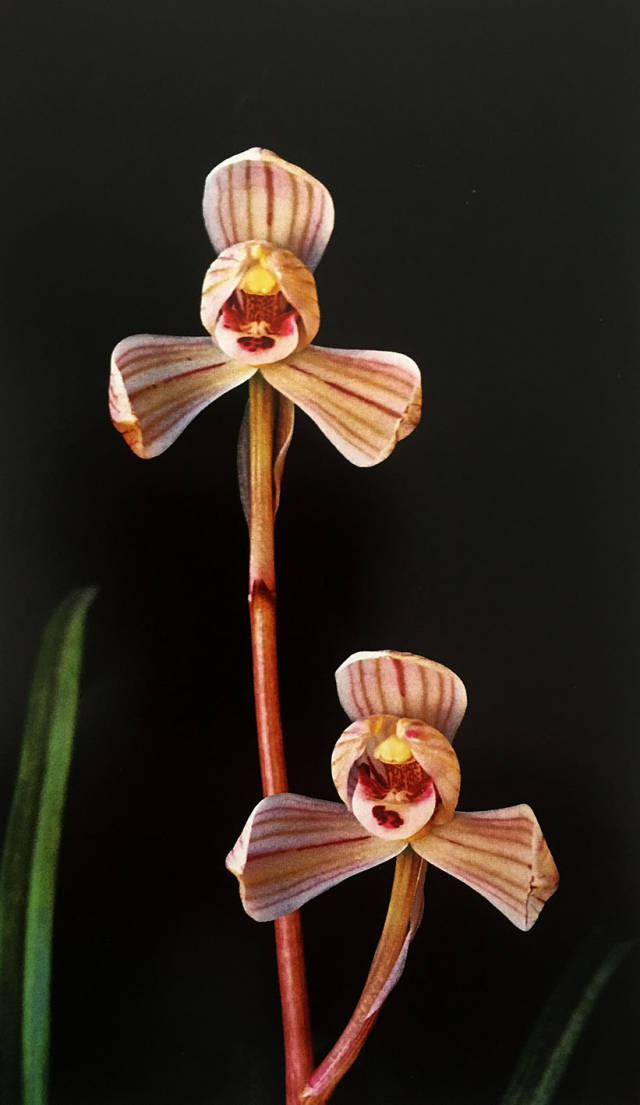 莲瓣兰之——点苍梅_手机搜狐网