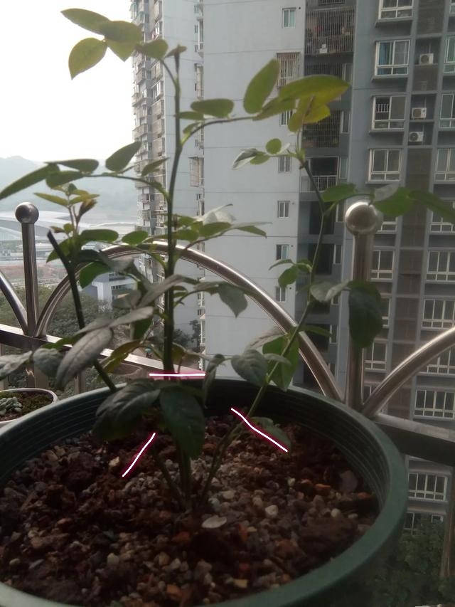 月季枝条木质化,月季枝条,熊童子木质化_大山谷图库