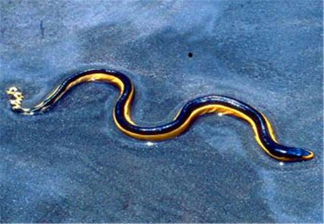 长吻海蛇,毒性比眼镜蛇强几十倍的稀有品种