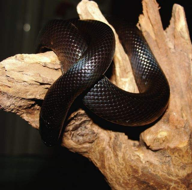 黑纹蛇图片