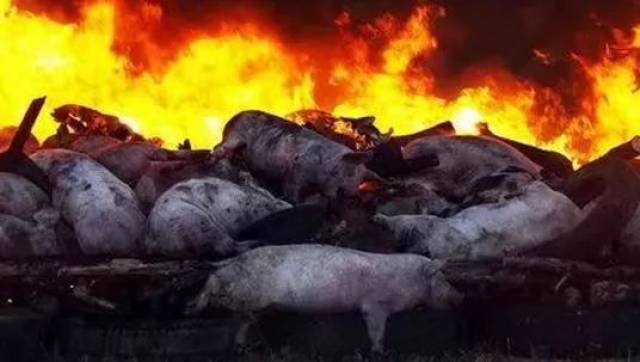 [科普]进境一类动物传染病-非洲猪瘟的严重危害