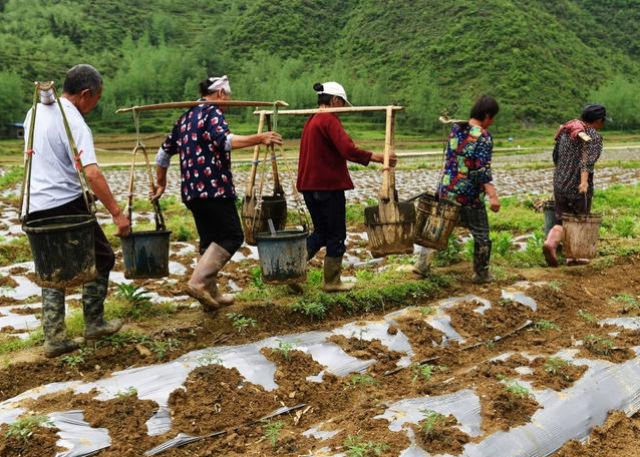 施用农家肥不当造成烧根怎么办?推荐几个方法快速解救!