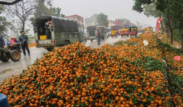 全州县与灵川县也曾发生过蜜桔滞销事件 2015年11月 桂林市全州县