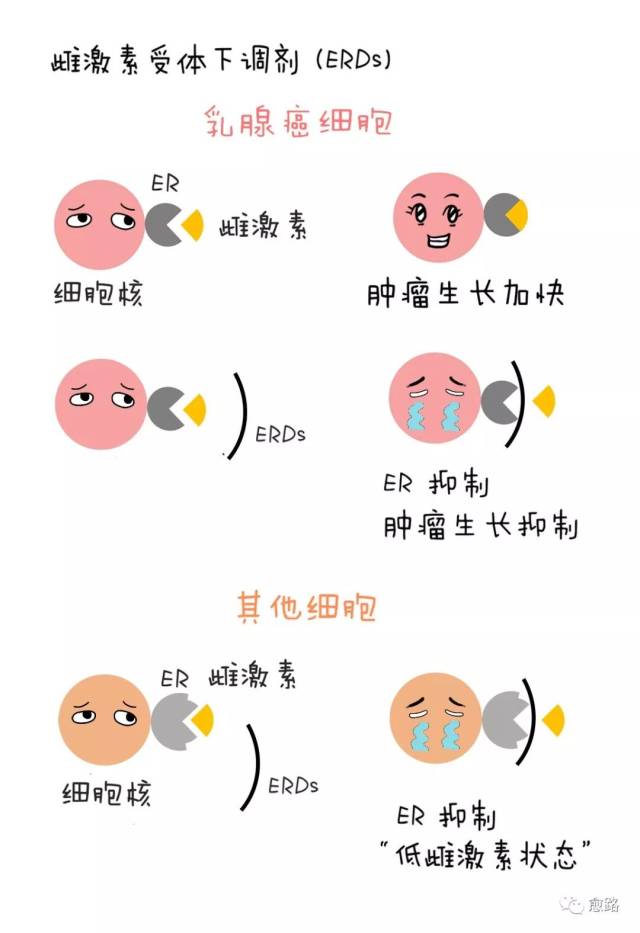 在乳腺癌细胞中,erds抑制雌激素信号通路,从而抑制肿瘤生长.