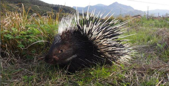 这类带刺动物在地球上共有两种,一种需要保护,一种却被视为害虫
