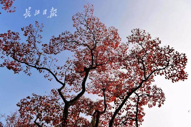古时种植乌桕树的寓意,_大山谷图库