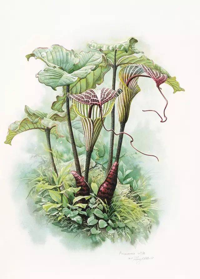 曾孝濂:探寻热带雨林里的植物王国 | 人物