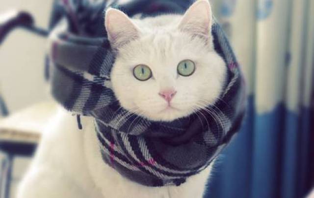 时尚喵星人,冬天就该戴围巾!