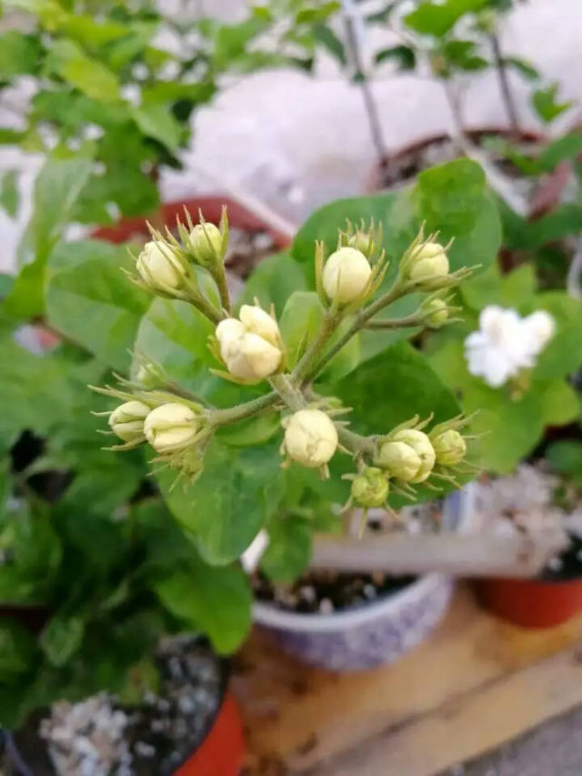 茉莉花叶片有小红点是什么原因,喷了多菌灵和多虫灵以后也不管用