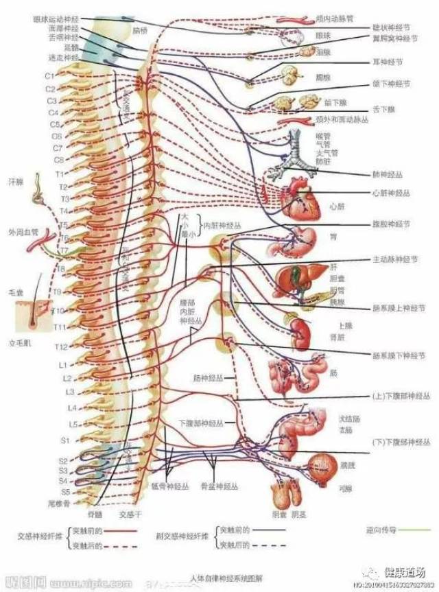 腰椎神经根走行图图片