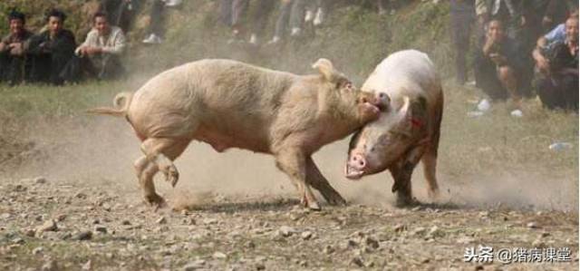 猪咬尾咬耳综合症的原因详述及防治措施