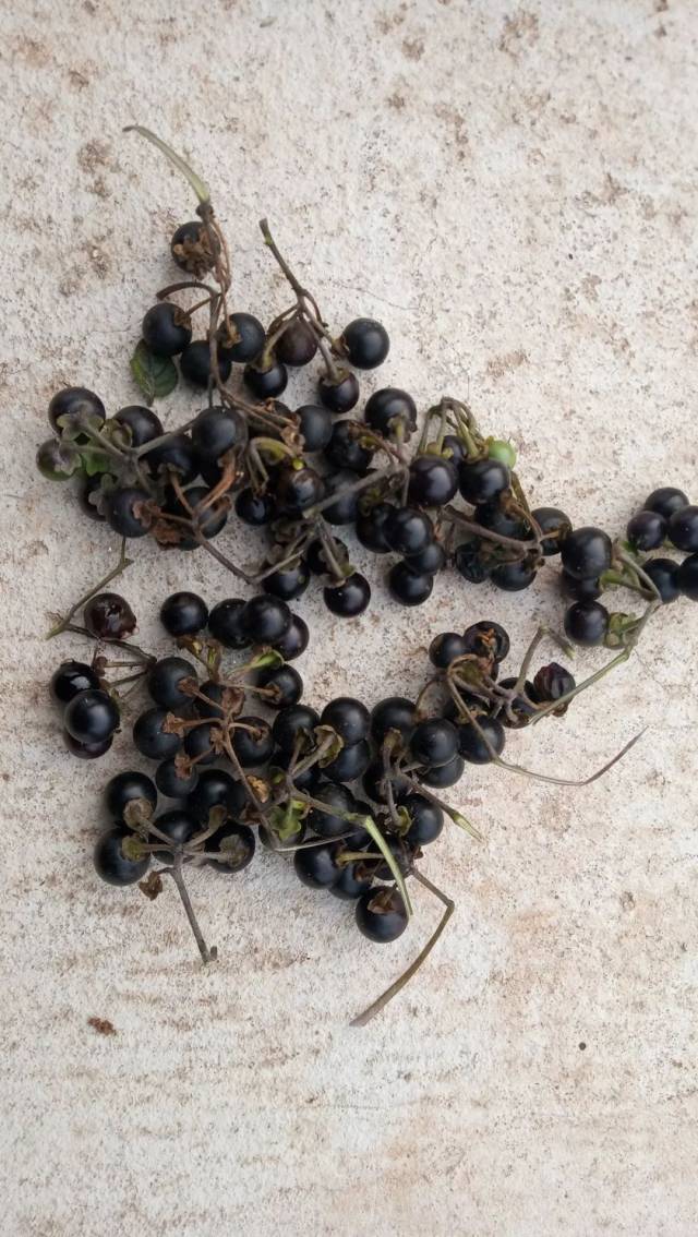 酸溜子,又称龙葵,这可是我们小时候的零食!现在也是成熟的季节