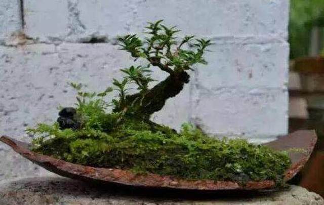 都是大爷差别真大,印象中的大爷只会挤公交,而他用破缸做盆景