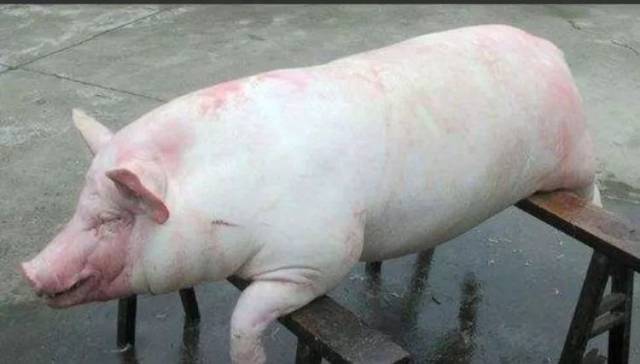 开水烫毛:将年猪抬至烫肚,头先入开水中烫两三分钟刮毛,随后瓢舀水烫