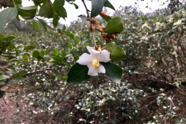 寧化山茶油(安化山茶油騙局)